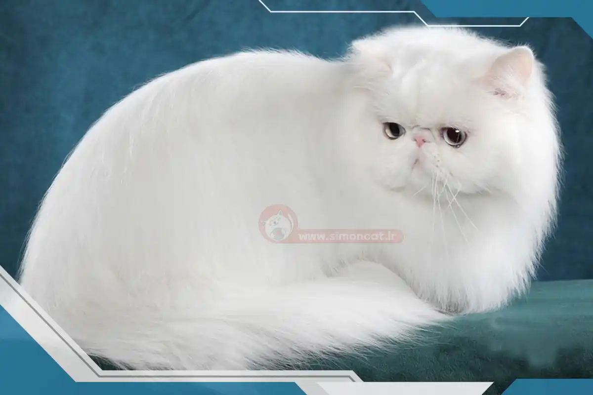گربه پرشین