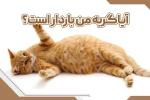 آیا گربه من باردار است؟