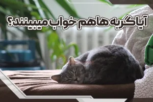 آیا گربه ها هم خواب میبینند؟