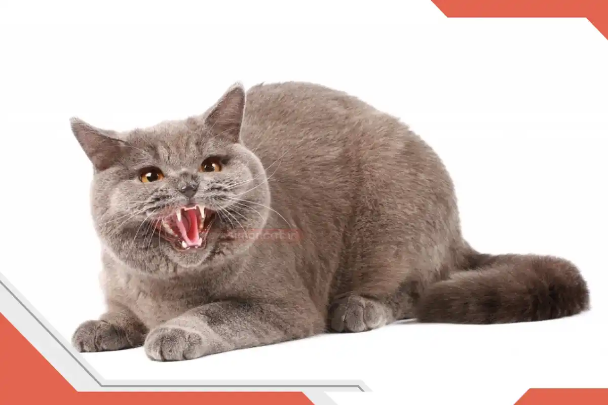عصبانیت گربه