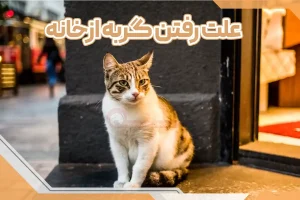 علت رفتن گربه از خانه