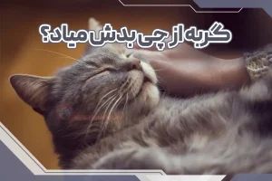 گربه از چی بدش میاد؟