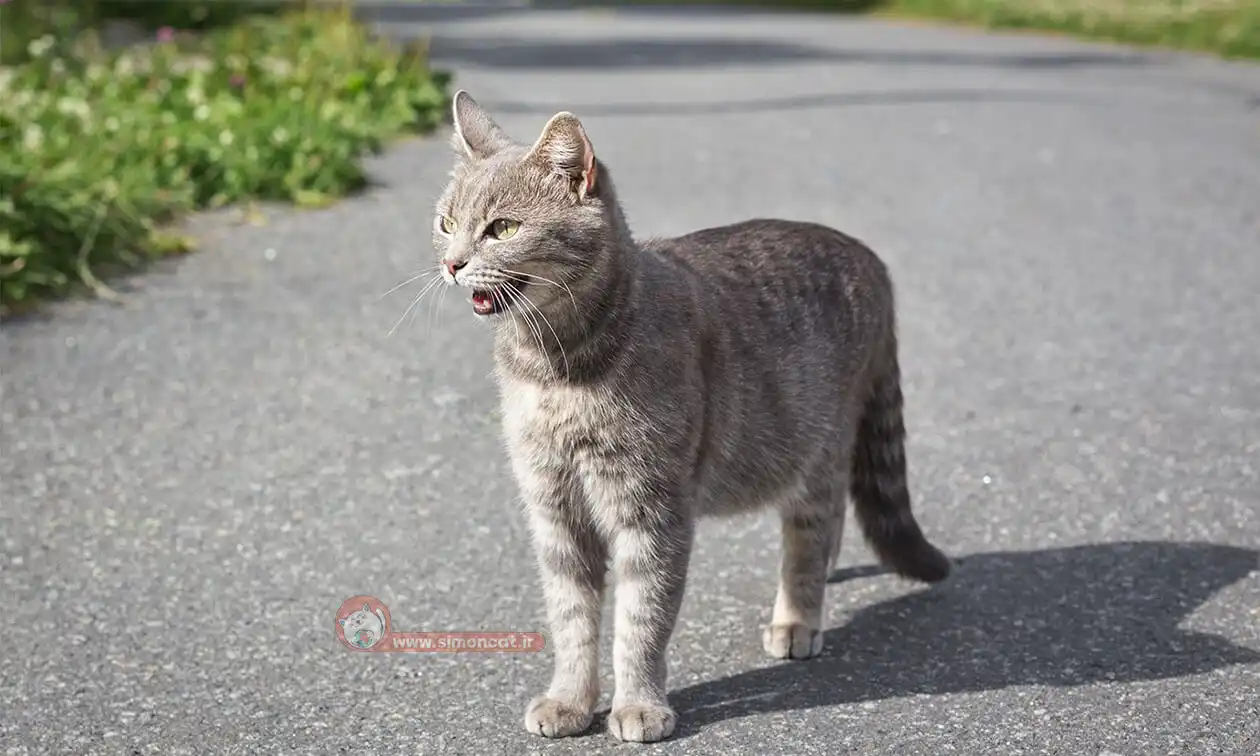 گربه نژاد دار گمشده