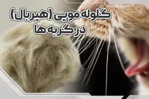 گلوله مویی(هیربال) در گربه ها