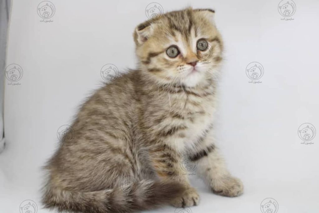 آلرژی گربه