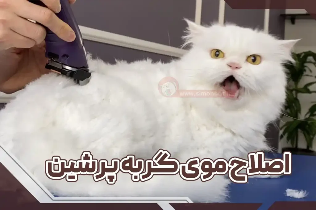 اصلاح موی گربه پرشین