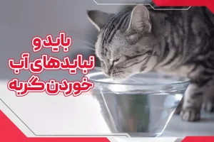 باید و نبایدهای آب خوردن گربه