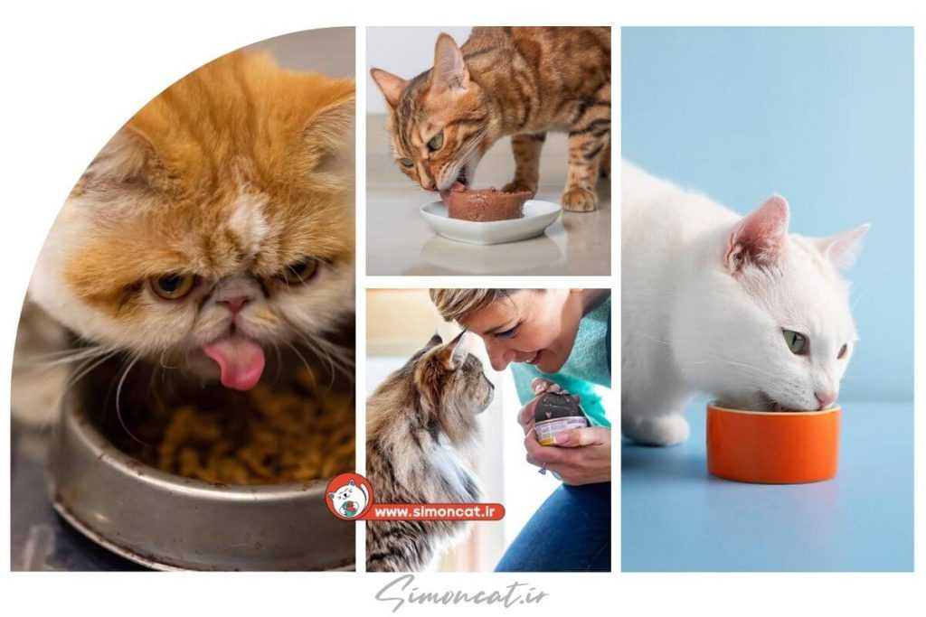 بهترین غذا برای گربه های مسن