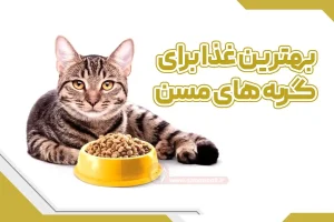 بهترین غذا برای گربه های مسن