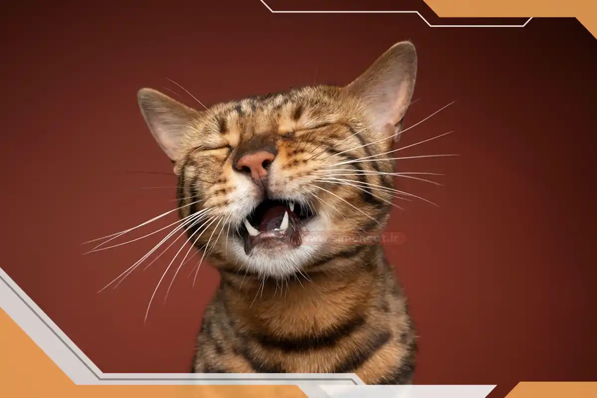 بوی بد دهن گربه
