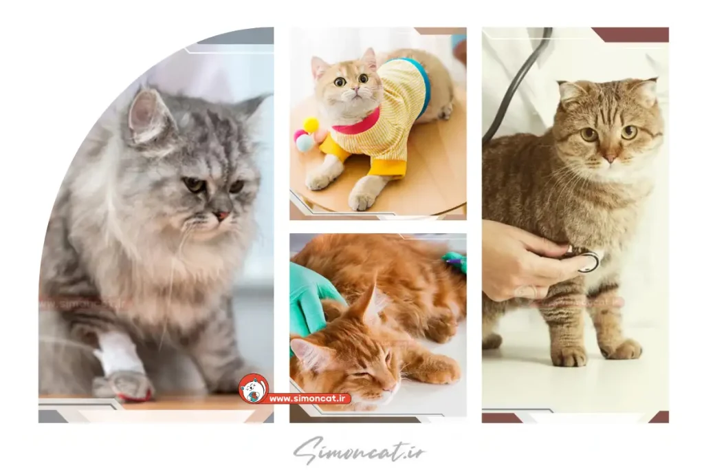 بیماری های گربه خانگی