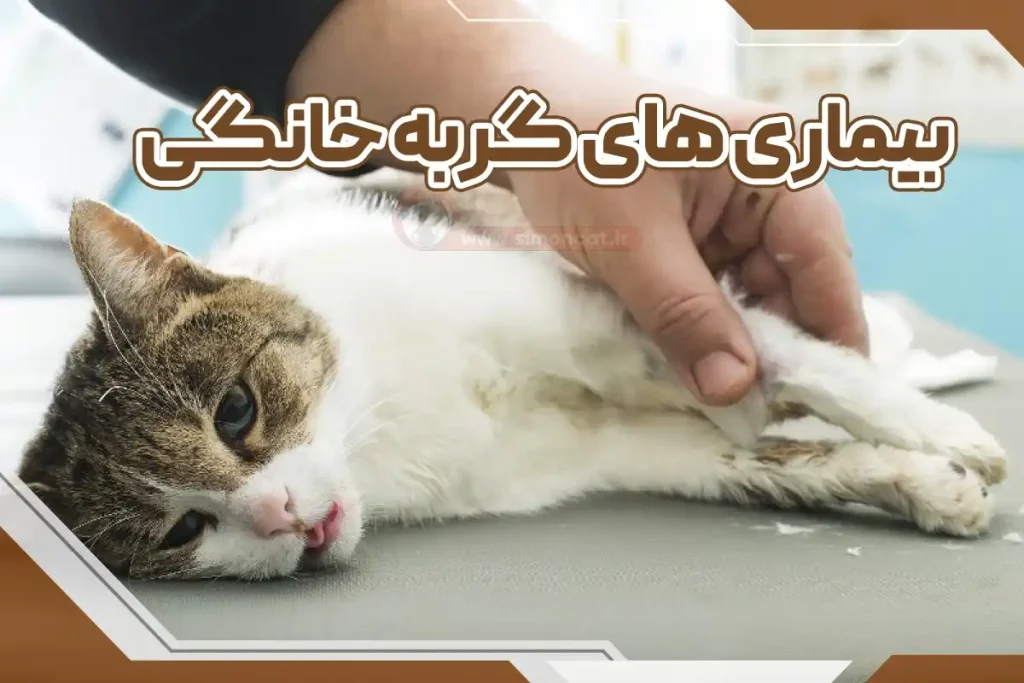 بیماری های گربه خانگی