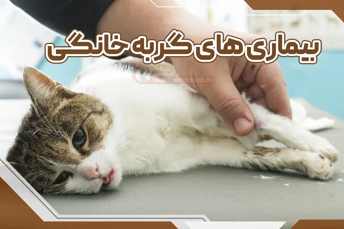 بیماری گربه خانگی