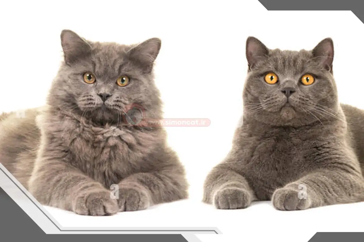 تمیز کاری های اورژانسی برای گربه