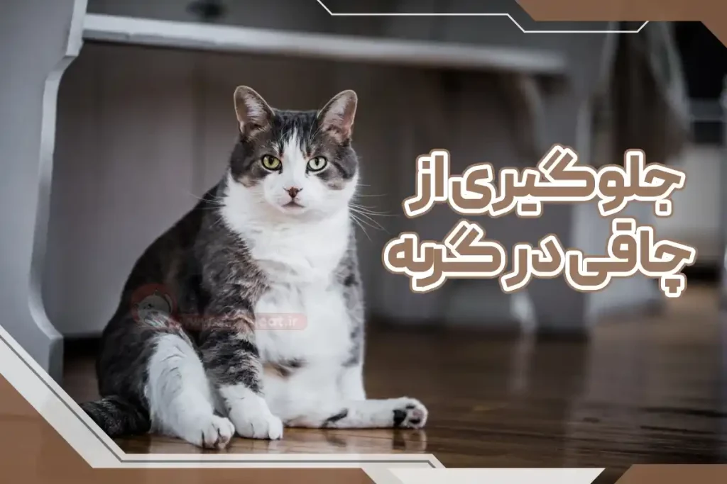 جلوگیری از چاقی در گربه