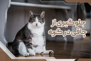 جلوگیری از چاقی در گربه