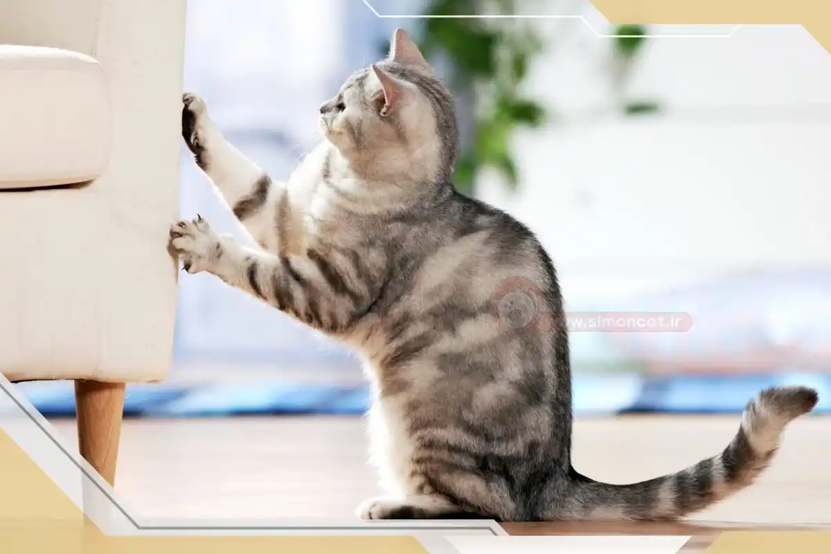 حرکات جسمی گربه ها
