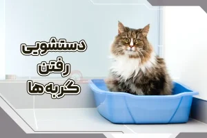 دستشویی رفتن گربه ها
