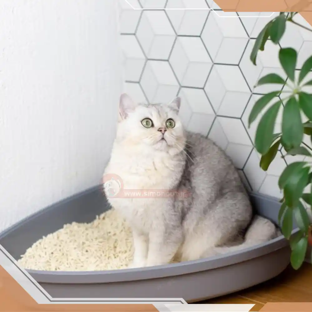 دستشویی گربه