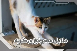 دلایل سحرخیزی گربه