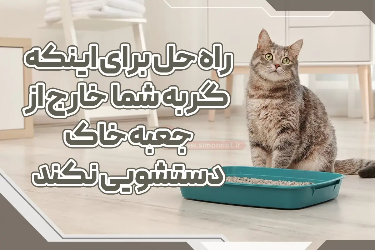 راهکار برای اینکه گربه شما خارج از جعبه خاک دستشویی نکند