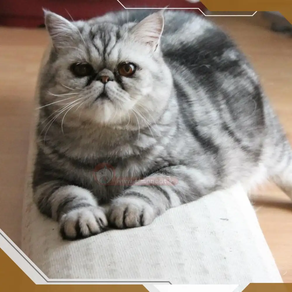 رسیدگی به موی گربه مو کوتاه