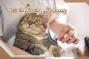 رسیدگی به گربه ها