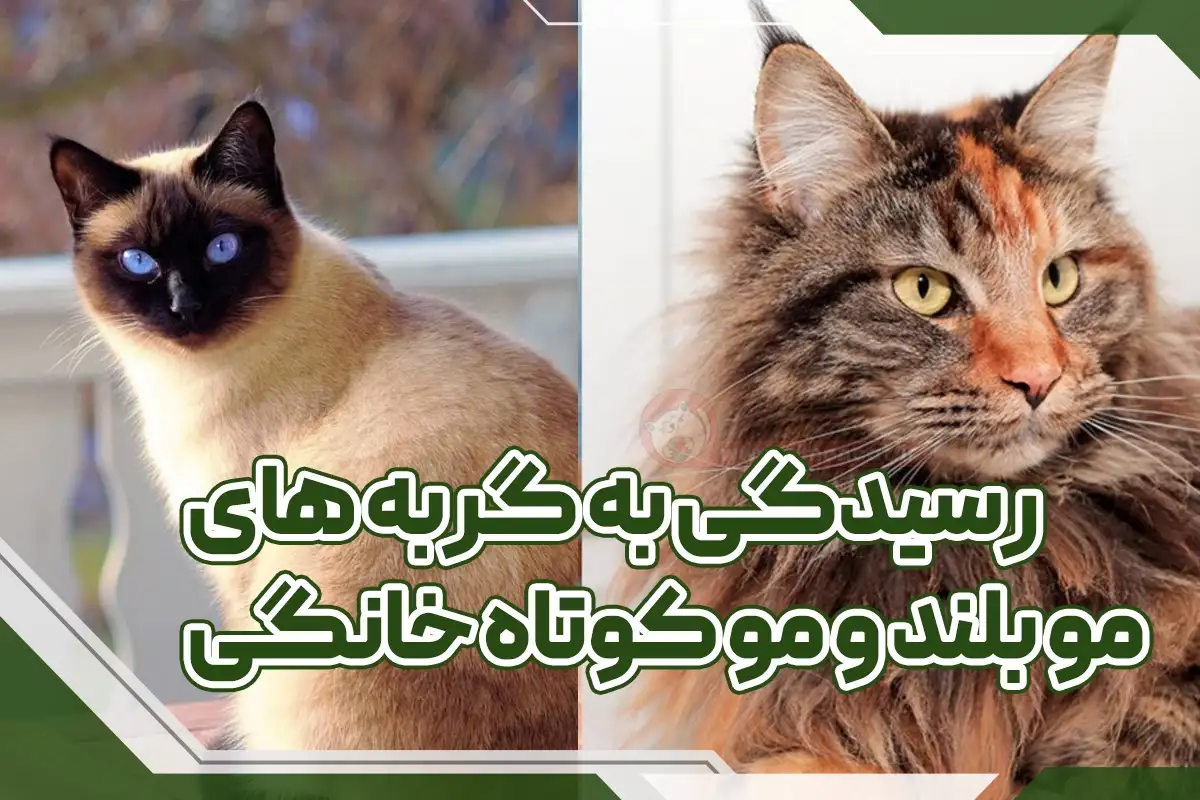 رسیدگی به گربه های موبلند