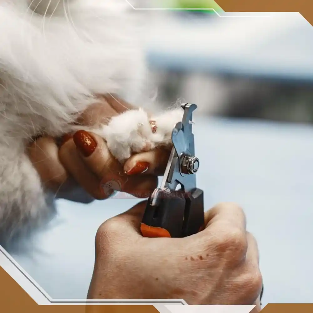 روش درست و اصولی گرفتن ناخن گربه