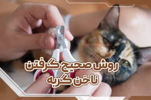 روش صحیح گرفتن ناخن گربه