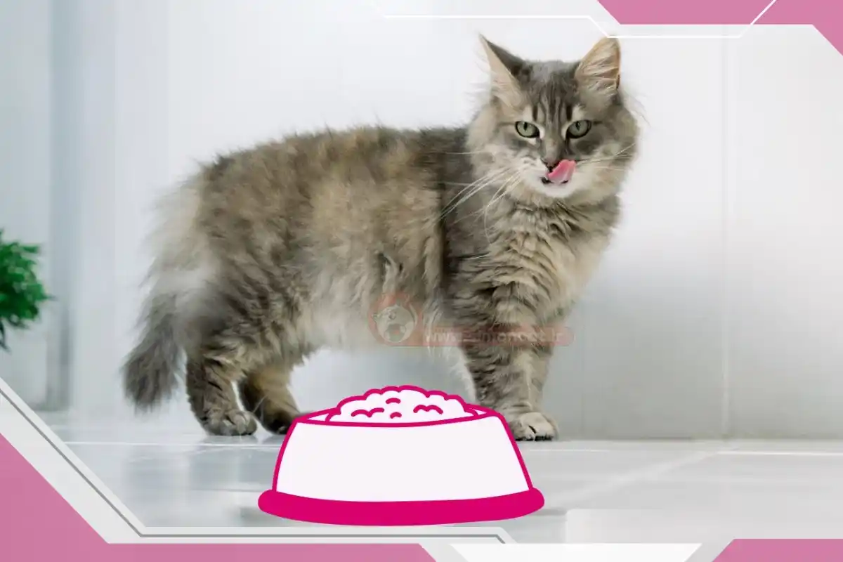 رژیم غذایی گربه مسن