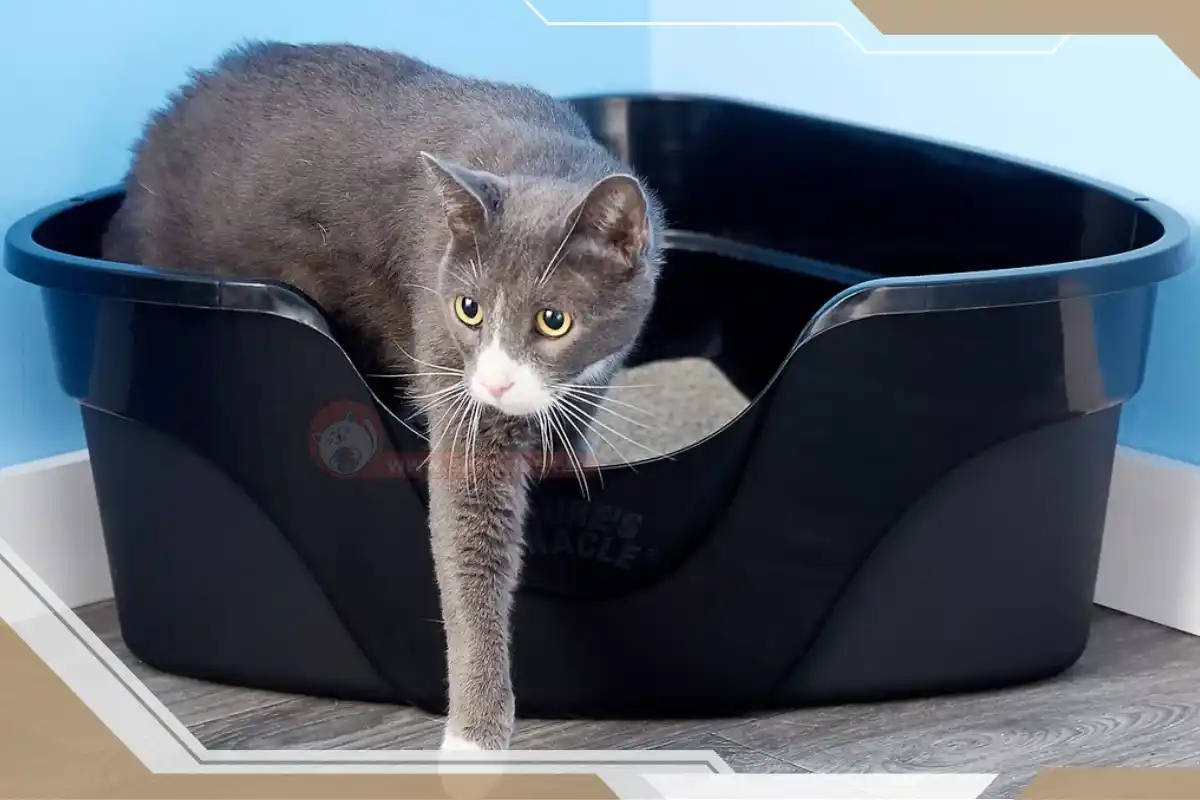 ظرف خاک گربه