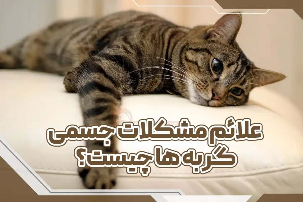 علائم مشکلات جسمی گربه ها چیست؟