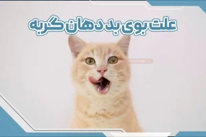 علت بوی بد دهان گربه