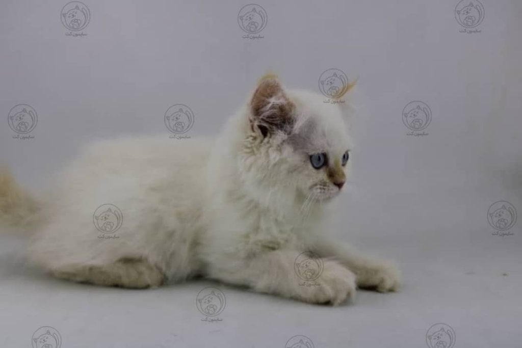 چاقی در گربه ها