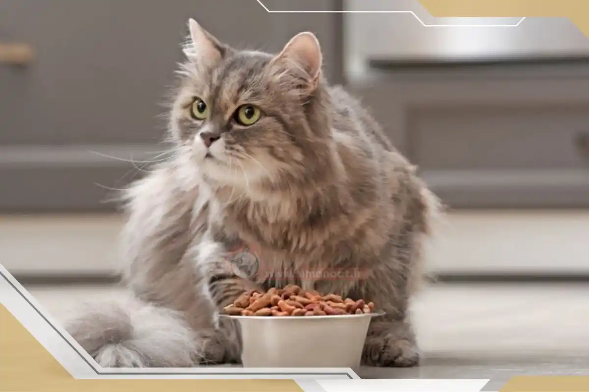 غذا برای گربه های مسن