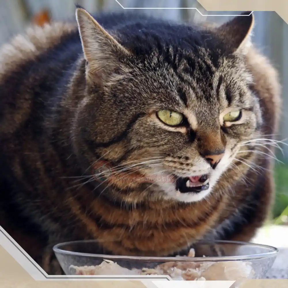 غذای مناسب گربه پیر