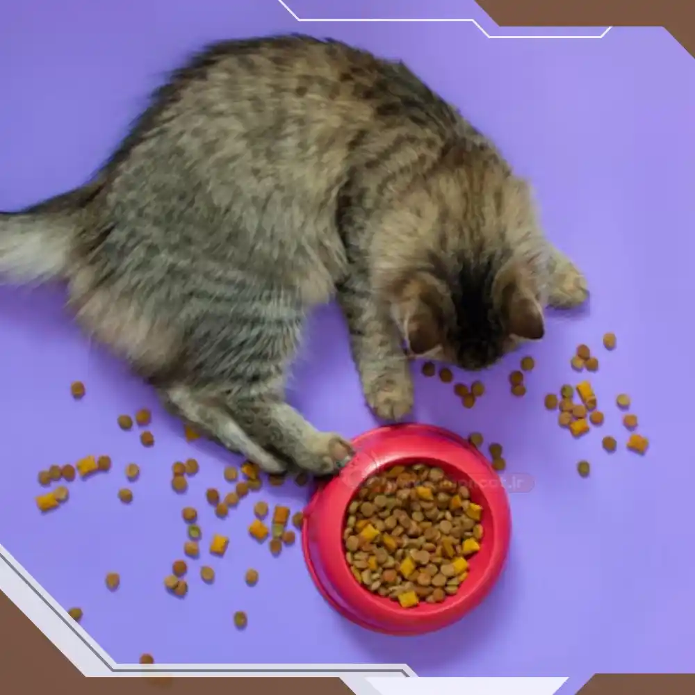 غذای گربه های مسن