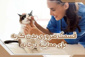 قسمت ضروری بدن گربه برای معاینه درخانه