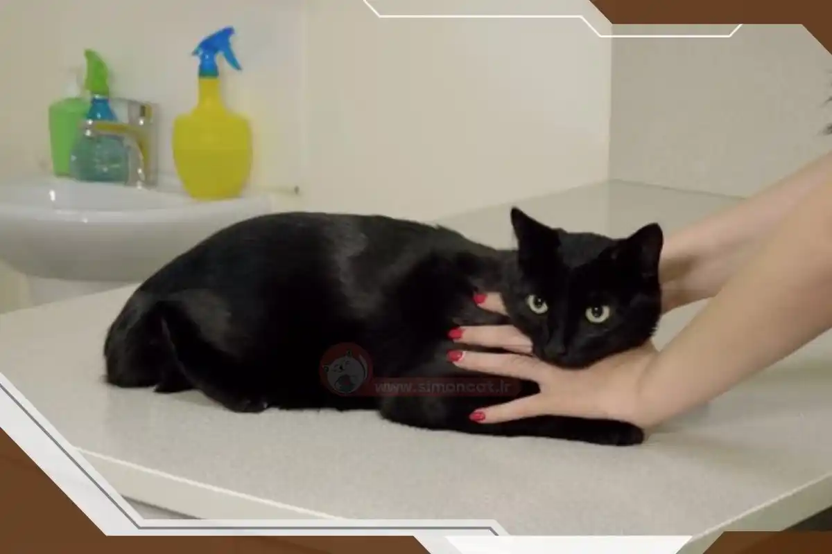 قسمت ضروری معاینه گربه