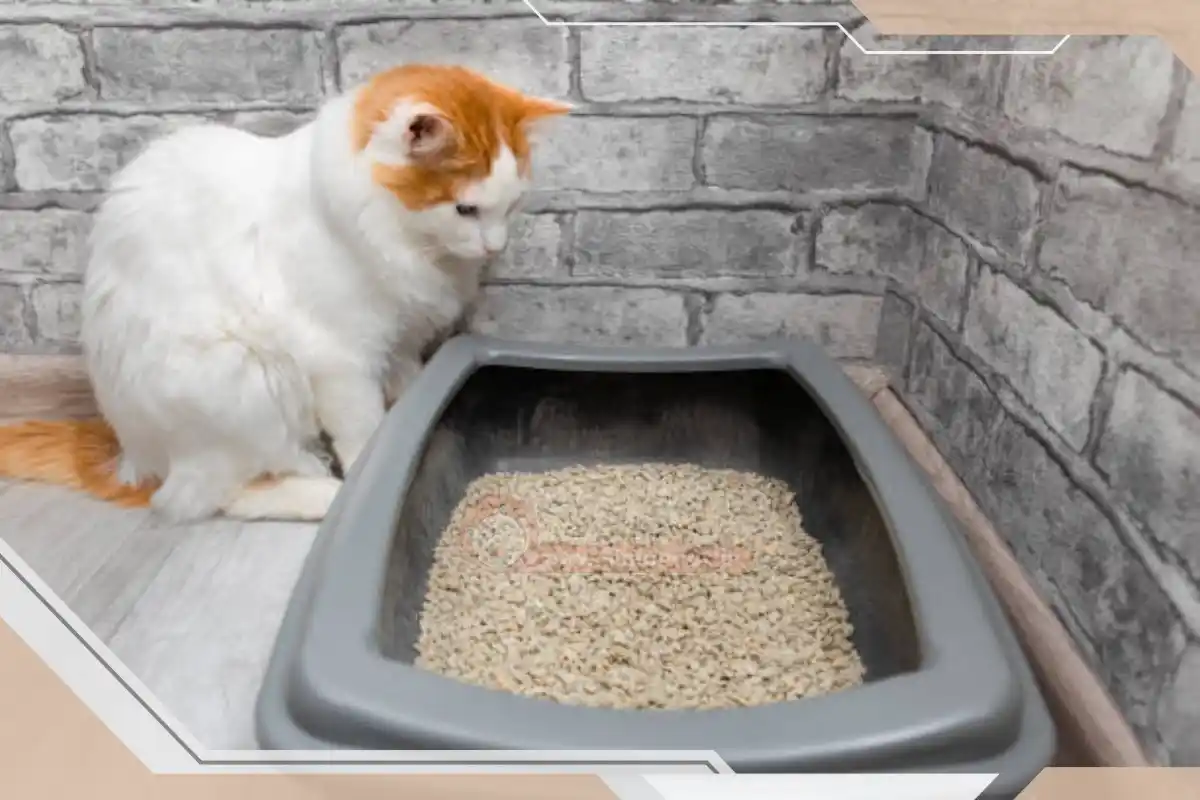 محل ادرار گربه