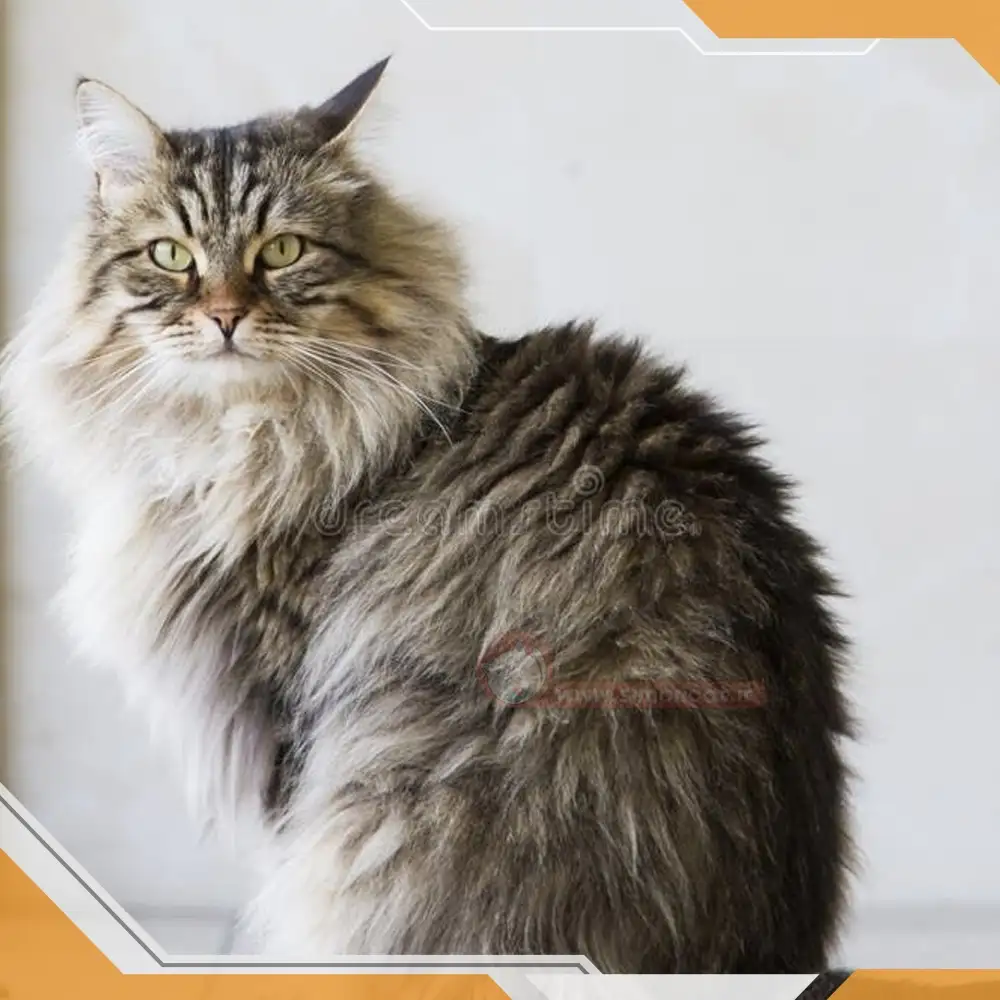 مراقبت گربه مو بلند