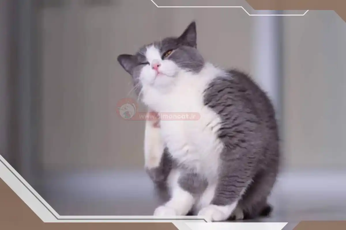 مشکلات جسمی گربه ها