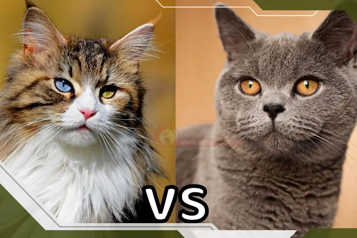 مقایسه گربه مو بلند و مو کوتاه