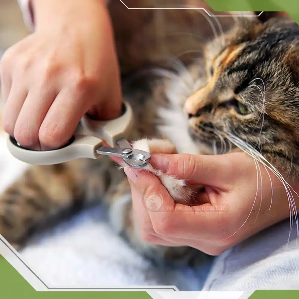 ناخن گیری گربه