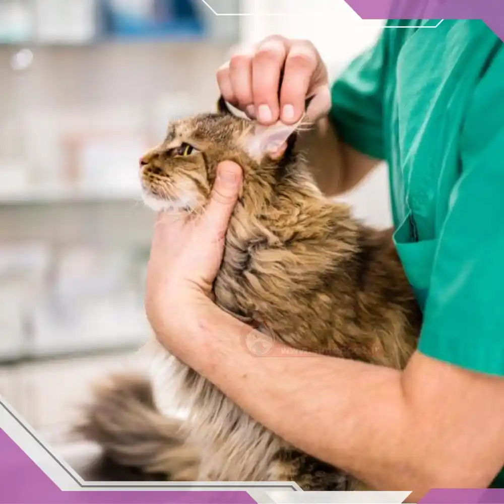 ویزیت سلامت گربه