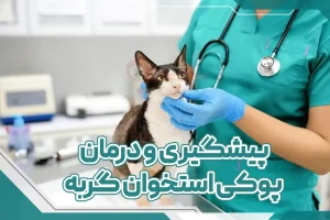 پیشگیری و درمان پوکی استخوان گربه