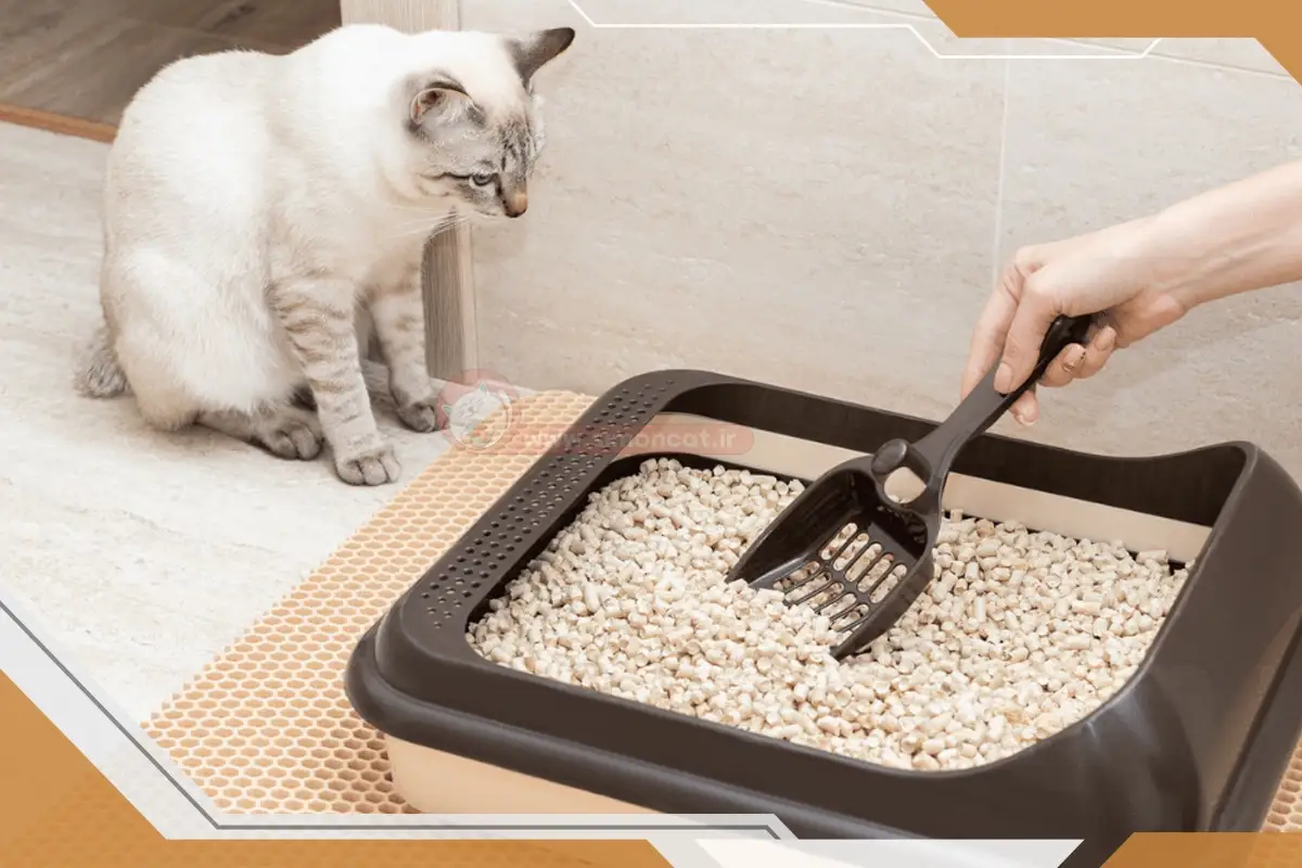 چطوری گربه را به ظرف خاک عادت بدیم