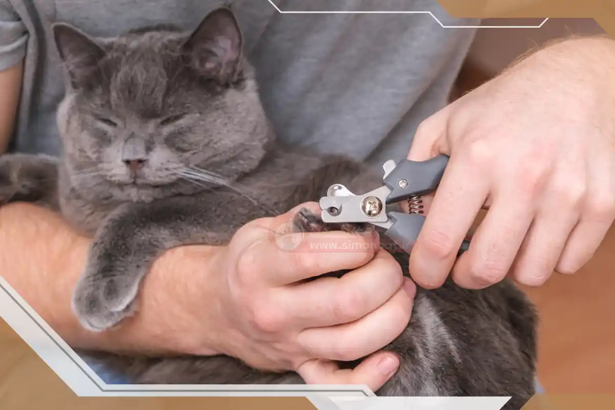 کوتاه کردن ناخن گربه