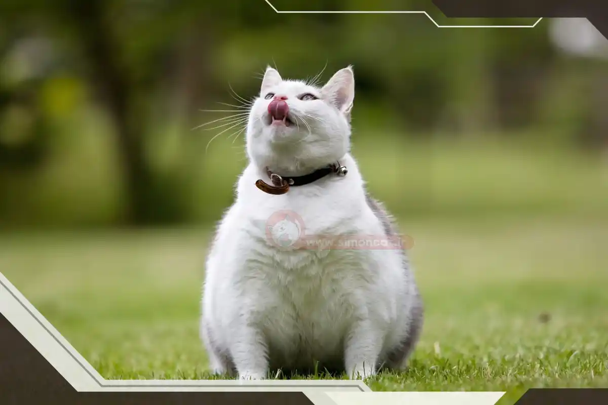 گربه توپولی خوشگل